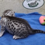 Mau silver Male DOB 11-16-23