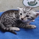 Mau silver Male DOB 11-16-23