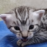 Mau silver Male DOB 11-16-23