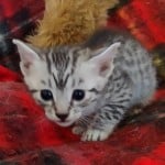 Mau silver Male DOB 11-16-23