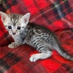 Mau silver Male DOB 11-16-23