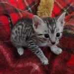 Mau silver Male DOB 11-16-23