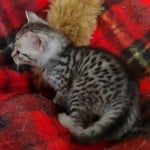 Mau silver Male DOB 11-16-23