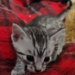 Mau silver Male DOB 11-16-23