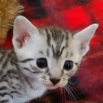 Mau silver Male DOB 11-16-23