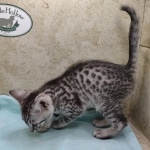 Mau silver Male DOB 11-16-23