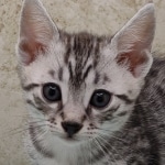 Mau silver Male DOB 11-16-23