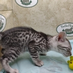 Mau silver Male DOB 11-16-23