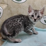 Mau silver Male DOB 11-16-23