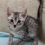 Mau silver Male DOB 11-16-23