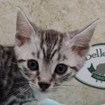 Mau silver Male DOB 11-16-23