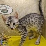 Mau silver Male DOB 11-16-23