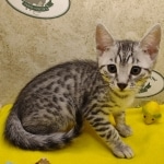 Mau silver Male DOB 11-16-23