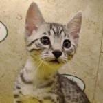 Mau silver Male DOB 11-16-23