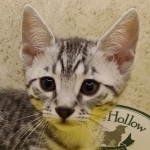 Mau silver Male DOB 11-16-23