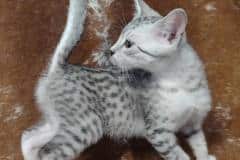 Egyptian Mau Silver Male #1 DOB 11-25-22 