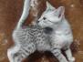 Egyptian Mau Silver Male #1 DOB 11-25-22 