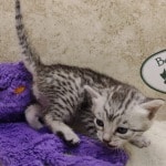 Mau silver male DOB 11-25-22