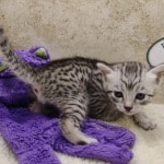 Mau silver male DOB 11-25-22