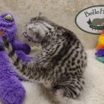 Mau silver male DOB 11-25-22