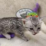 Mau silver male DOB 11-25-22