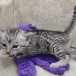 Mau silver male DOB 11-25-22