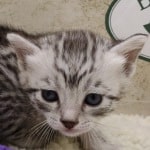 Mau silver male DOB 11-25-22