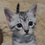 Mau silver male DOB 11-25-22