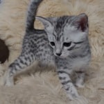 Mau silver male DOB 11-25-22