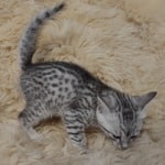 Mau silver male DOB 11-25-22