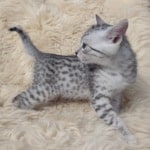 Mau silver male DOB 11-25-22