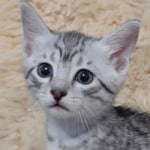 Mau silver male DOB 11-25-22