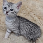 Mau silver male DOB 11-25-22