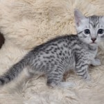 Mau silver male DOB 11-25-22