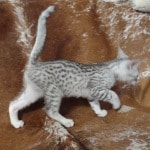 Mau silver male DOB 11-25-22