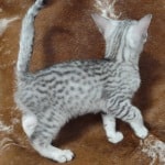 Mau silver male DOB 11-25-22