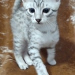 Mau silver male DOB 11-25-22