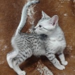 Mau silver male DOB 11-25-22