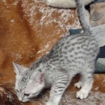 Mau silver male DOB 11-25-22