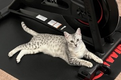 Reilly Egyptian Mau silver male #1 DOB 12-23-21