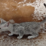 Reilly Mau silver Male DOB 12-23-21