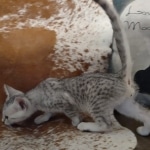 Reilly Mau silver Male DOB 12-23-21