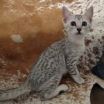 Reilly Mau silver Male DOB 12-23-21