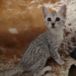 Reilly Mau silver Male DOB 12-23-21