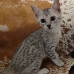 Reilly Mau silver Male DOB 12-23-21