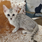 Reilly Mau silver Male DOB 12-23-21