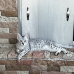 Reilly Mau silver Male DOB 12-23-21