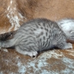 Mau silver Male DOB 12-23-21