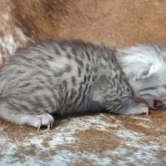 Mau silver Male DOB 12-23-21