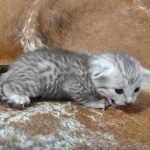 Mau silver Male DOB 12-23-21